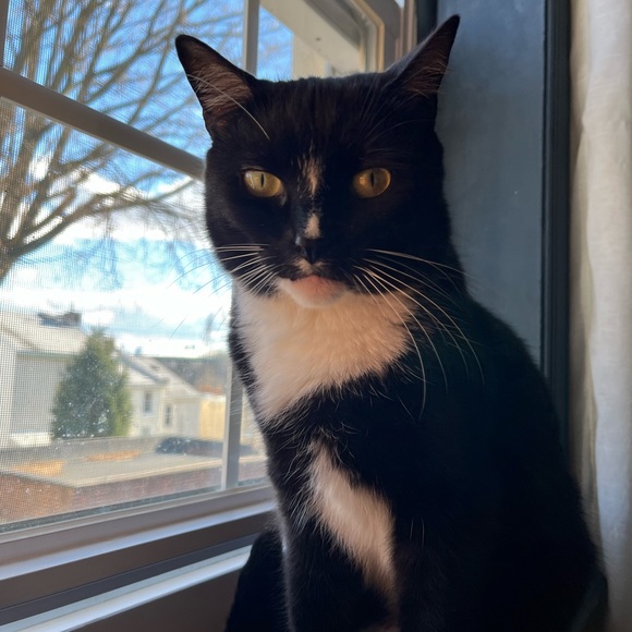 Modern, urban, witchy 🐈‍⬛🐈‍⬛ - Picture 3 of 5